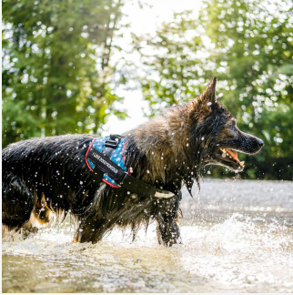 The Right Gear Will Keep Your Dog Comfortable All Year Long